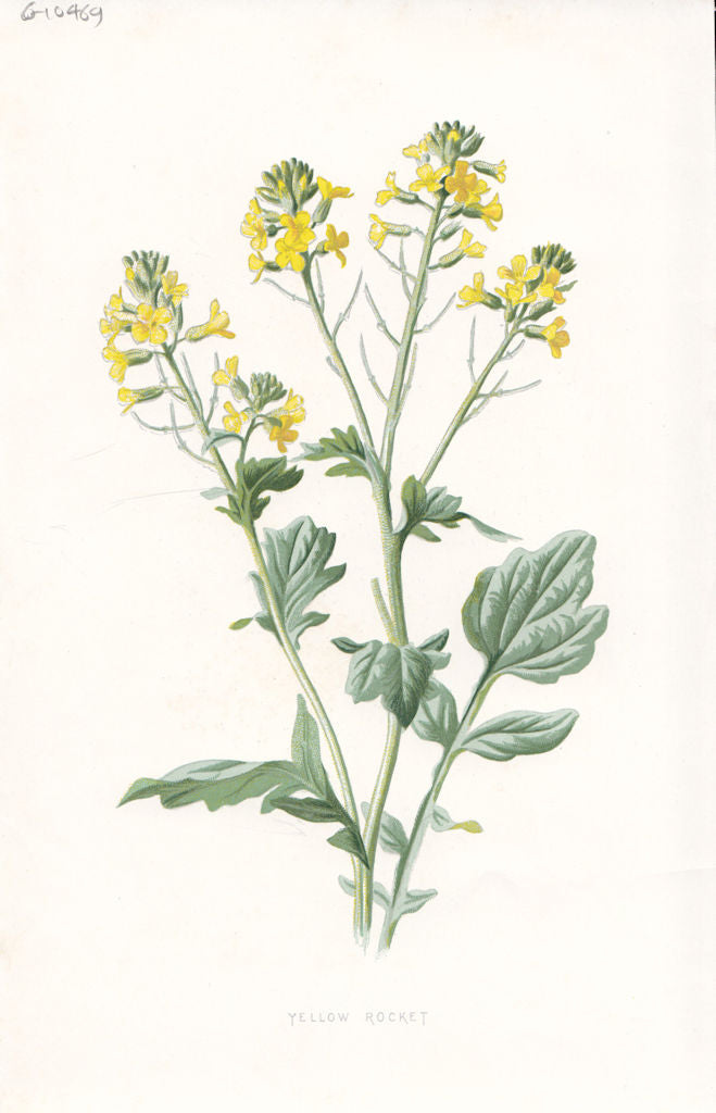FLOWERS. Yellow Rocket c1895 old antique vintage print picture